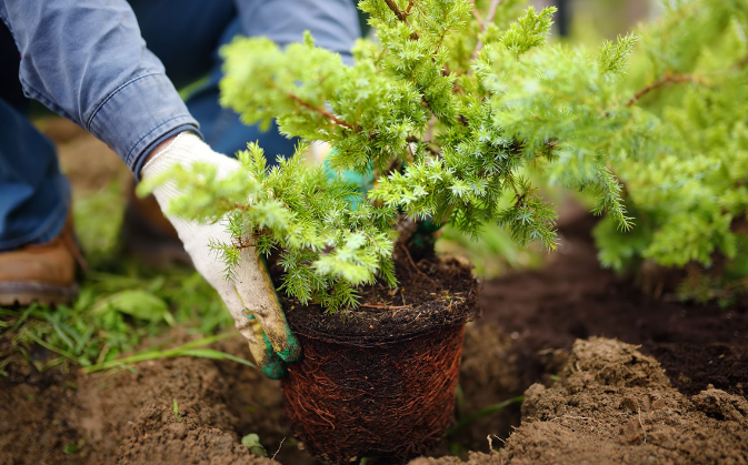jardinería-servicio-jardinería-servicio
