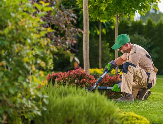 servicio-poda-jardinería-personalizado